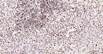 Phospho-MDM2 (Ser166) Antibody in Immunohistochemistry (Paraffin) (IHC (P))
