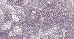 Phospho-MDM2 (Ser166) Antibody in Immunohistochemistry (Paraffin) (IHC (P))