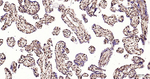 Phospho-MDM2 (Ser166) Antibody in Immunohistochemistry (Paraffin) (IHC (P))