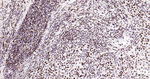Phospho-MDM2 (Ser166) Antibody in Immunohistochemistry (Paraffin) (IHC (P))