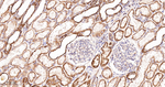 GNAI2 Antibody in Immunohistochemistry (Paraffin) (IHC (P))