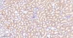 GNAI2 Antibody in Immunohistochemistry (Paraffin) (IHC (P))