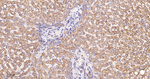GNAI2 Antibody in Immunohistochemistry (Paraffin) (IHC (P))