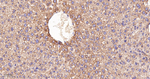GNAI2 Antibody in Immunohistochemistry (Paraffin) (IHC (P))