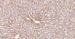 GNAI2 Antibody in Immunohistochemistry (Paraffin) (IHC (P))