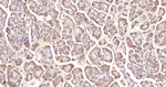 GNAI2 Recombinant Rabbit Monoclonal Antibody (1B4)