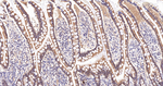 ITPK1 Antibody in Immunohistochemistry (Paraffin) (IHC (P))