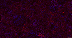 ITPK1 Antibody in Immunohistochemistry (Paraffin) (IHC (P))