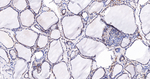 ITPK1 Antibody in Immunohistochemistry (Paraffin) (IHC (P))