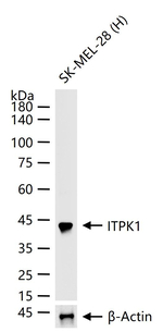 ITPK1 Antibody in Western Blot (WB)