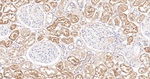 PAH Antibody in Immunohistochemistry (Paraffin) (IHC (P))
