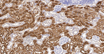 PAH Antibody in Immunohistochemistry (Paraffin) (IHC (P))
