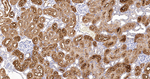 PAH Antibody in Immunohistochemistry (Paraffin) (IHC (P))