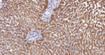 PAH Antibody in Immunohistochemistry (Paraffin) (IHC (P))