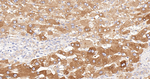 PAH Recombinant Rabbit Monoclonal Antibody (4H12)