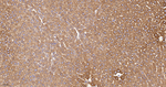 PAH Antibody in Immunohistochemistry (Paraffin) (IHC (P))