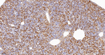 PAH Antibody in Immunohistochemistry (Paraffin) (IHC (P))