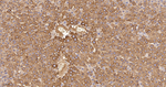 PAH Antibody in Immunohistochemistry (Paraffin) (IHC (P))