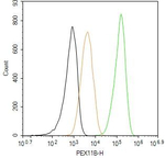 PEX11B Antibody in Flow Cytometry (Flow)