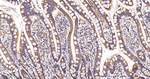 PEX11B Recombinant Rabbit Monoclonal Antibody (9H5)