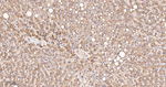 PEX11B Antibody in Immunohistochemistry (Paraffin) (IHC (P))