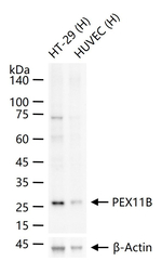 PEX11B Antibody in Western Blot (WB)