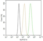 NUP107 Antibody in Flow Cytometry (Flow)