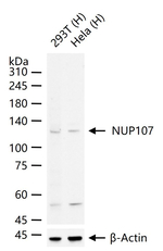 NUP107 Recombinant Rabbit Monoclonal Antibody (8B10)