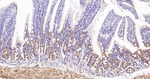 MDH2 Antibody in Immunohistochemistry (Paraffin) (IHC (P))
