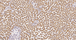 MDH2 Antibody in Immunohistochemistry (Paraffin) (IHC (P))