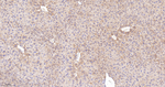 MDH2 Antibody in Immunohistochemistry (Paraffin) (IHC (P))