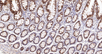 MDH2 Antibody in Immunohistochemistry (Paraffin) (IHC (P))
