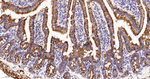 MDH2 Recombinant Rabbit Monoclonal Antibody (10B12)