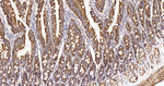 MDH2 Antibody in Immunohistochemistry (Paraffin) (IHC (P))