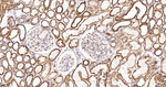 MDH2 Antibody in Immunohistochemistry (Paraffin) (IHC (P))