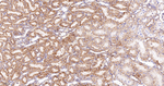 MDH2 Antibody in Immunohistochemistry (Paraffin) (IHC (P))