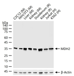 MDH2 Antibody in Western Blot (WB)