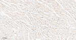 IFT88 Antibody in Immunohistochemistry (Paraffin) (IHC (P))