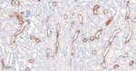 IFT88 Antibody in Immunohistochemistry (Paraffin) (IHC (P))