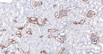 IFT88 Antibody in Immunohistochemistry (Paraffin) (IHC (P))