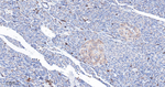 IFT88 Antibody in Immunohistochemistry (Paraffin) (IHC (P))