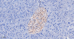IFT88 Recombinant Rabbit Monoclonal Antibody (4A12)
