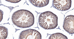 IFT88 Antibody in Immunohistochemistry (Paraffin) (IHC (P))