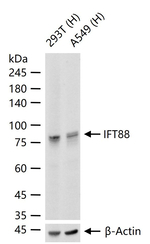 IFT88 Antibody in Western Blot (WB)
