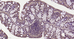 RAB8A Antibody in Immunohistochemistry (Paraffin) (IHC (P))