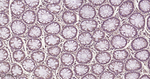 RAB8A Recombinant Rabbit Monoclonal Antibody (4A4)