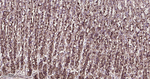 RAB8A Antibody in Immunohistochemistry (Paraffin) (IHC (P))
