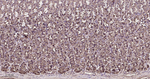 RAB8A Antibody in Immunohistochemistry (Paraffin) (IHC (P))