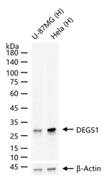 DEGS1 Antibody in Western Blot (WB)