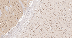 PPP2R5D Antibody in Immunohistochemistry (Paraffin) (IHC (P))